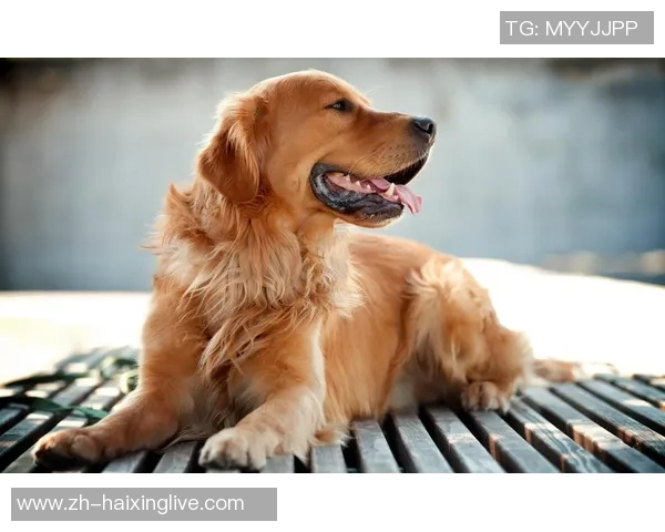 金毛犬在足球场上的明星表现与知名球员盘点 金毛犬在足球场上的明星表现与知名球员盘点